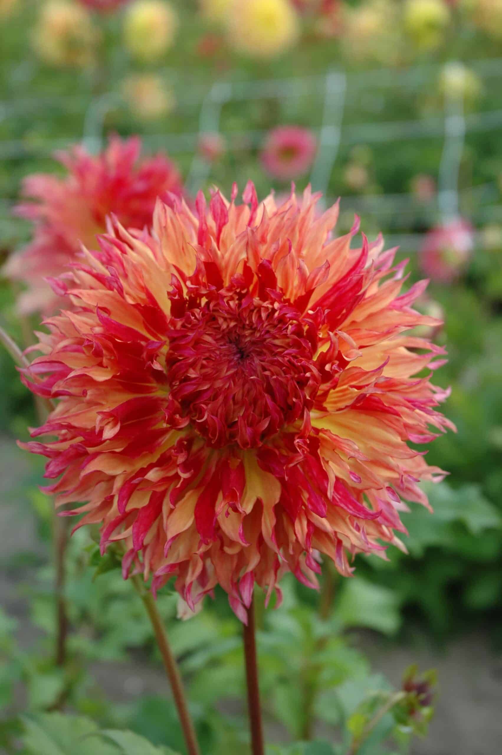 Myrtle's Folly | Large Flowered Dahlias