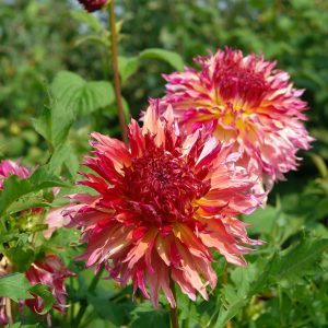 Myrtle's Folly | Large Flowered Dahlias