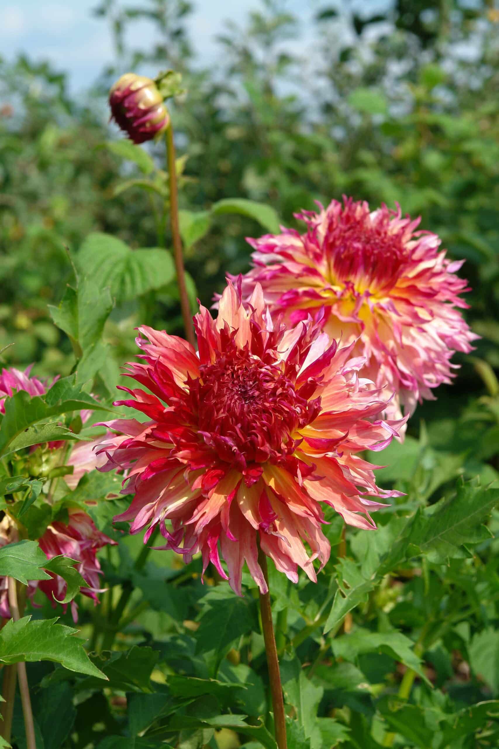 Myrtle's Folly | Large Flowered Dahlias