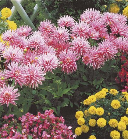 Park Princess | Bedding Dahlias