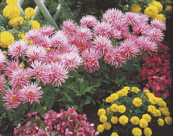 Park Princess | Bedding Dahlias