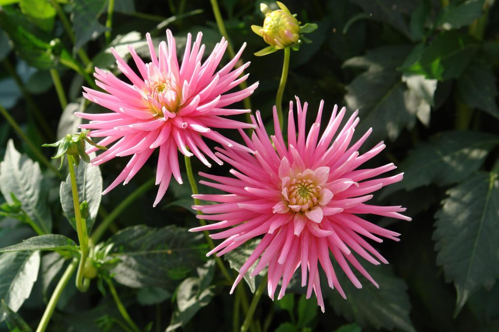 Park Princess | Bedding Dahlias