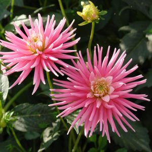 Park Princess | Bedding Dahlias