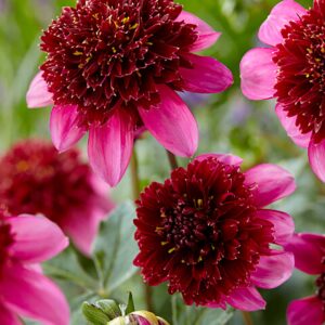 Poodle Skirt | Large Flowered Dahlias
