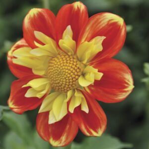 Pooh | Large Flowered Dahlias