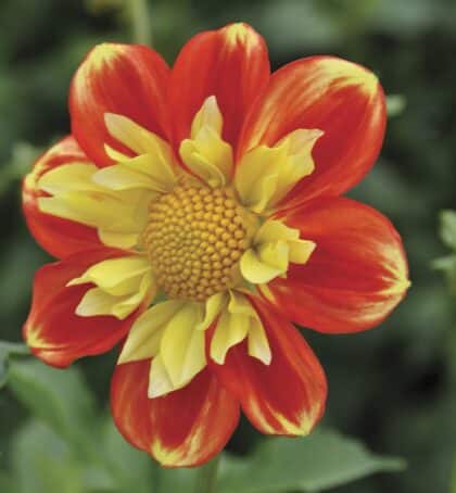 Pooh | Large Flowered Dahlias