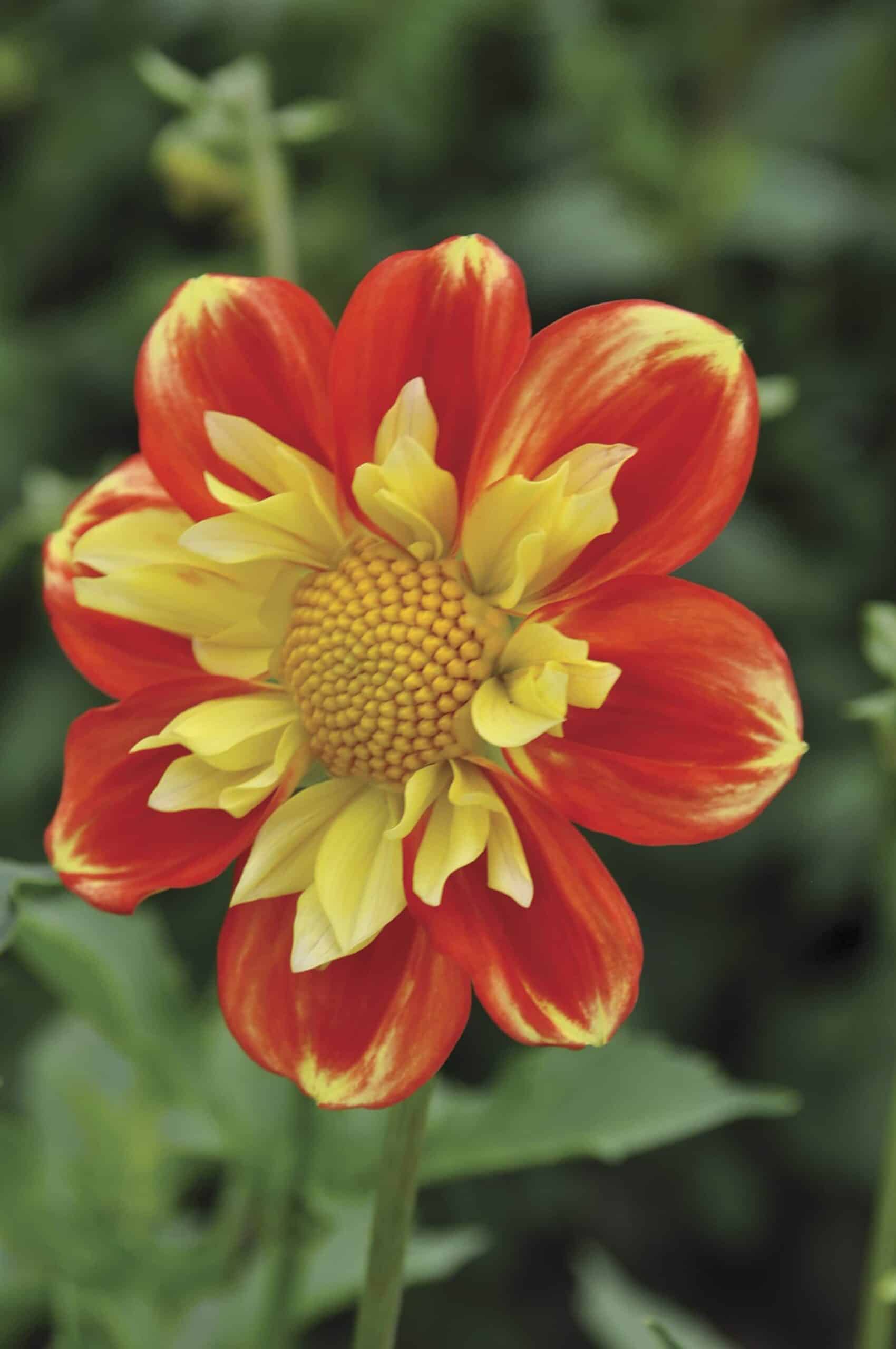 Pooh | Large Flowered Dahlias