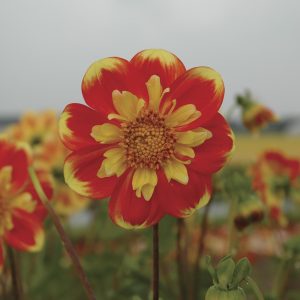 Pooh | Large Flowered Dahlias