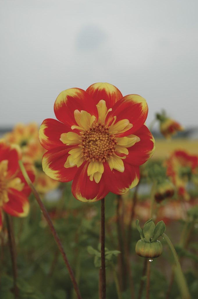 Pooh | Large Flowered Dahlias