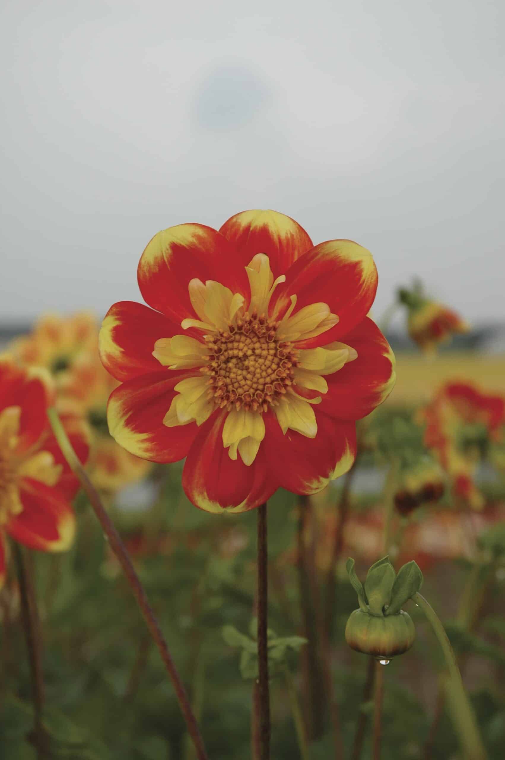 Pooh | Large Flowered Dahlias