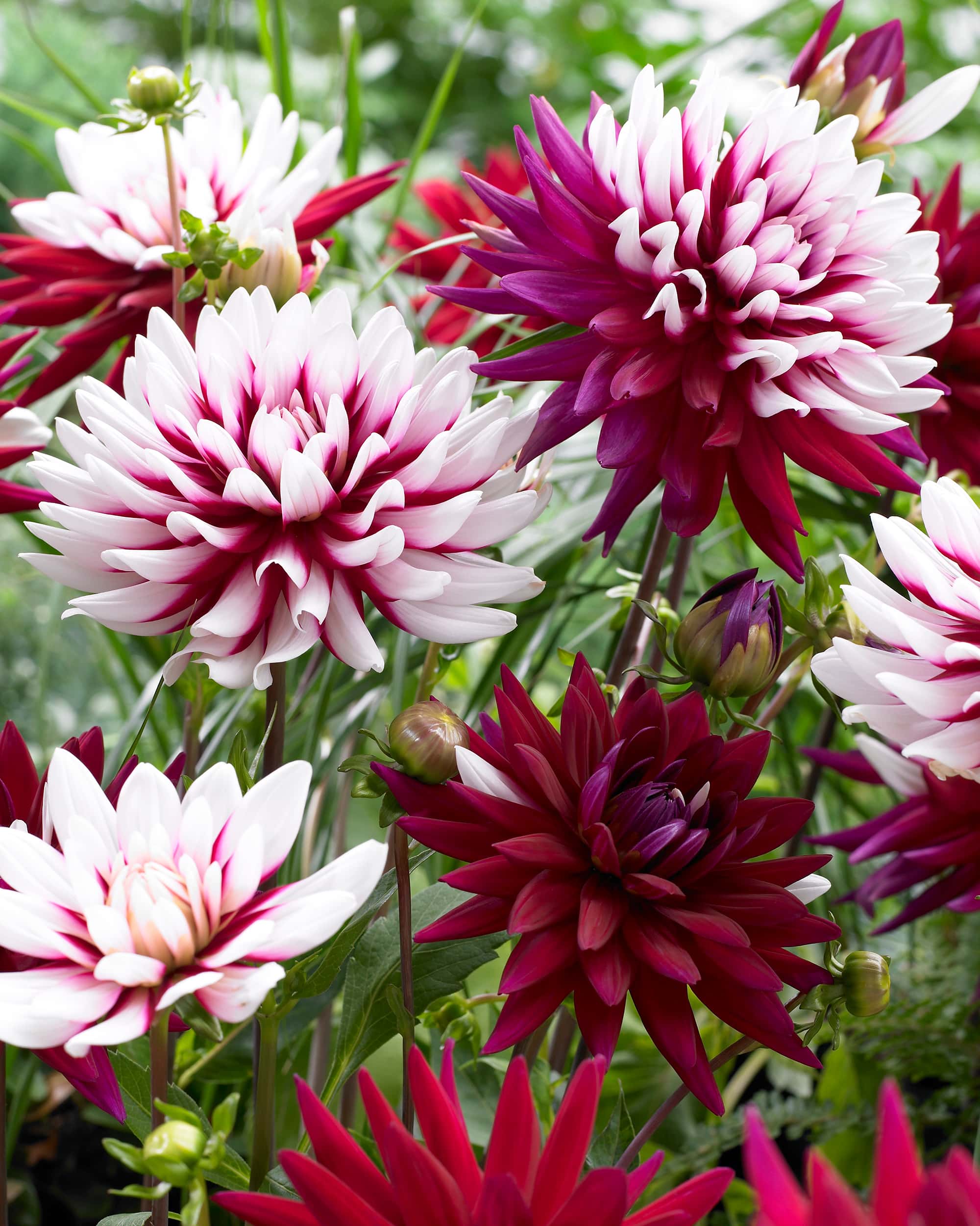 Rebecca's World | Large Flowered Dahlias