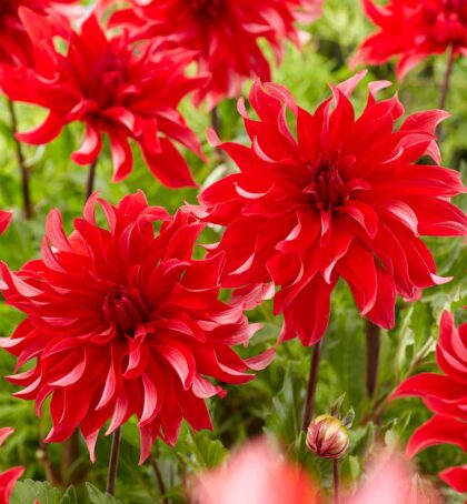 Red Labrynth | Large Flowered Dahlias