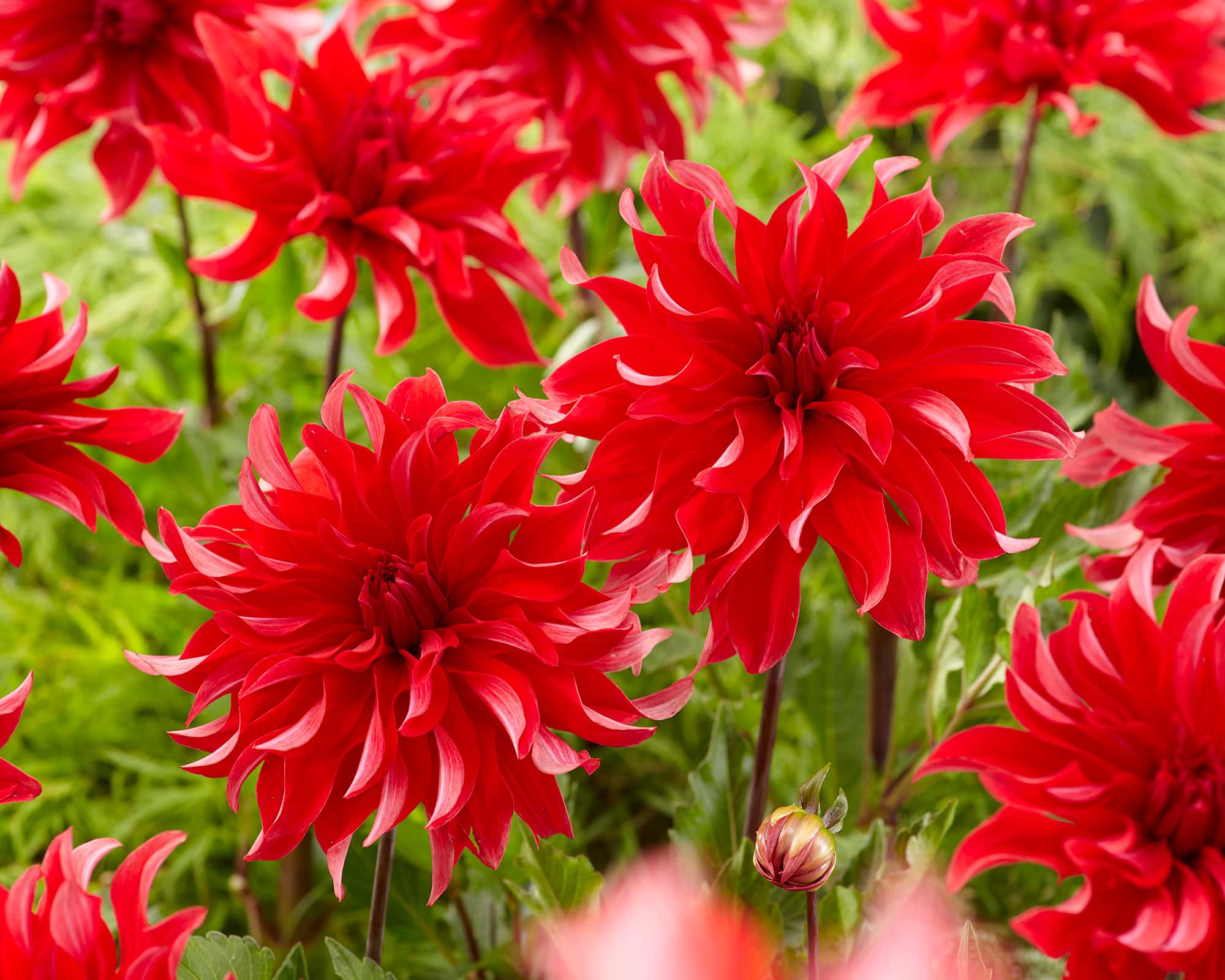 Red Labrynth | Large Flowered Dahlias