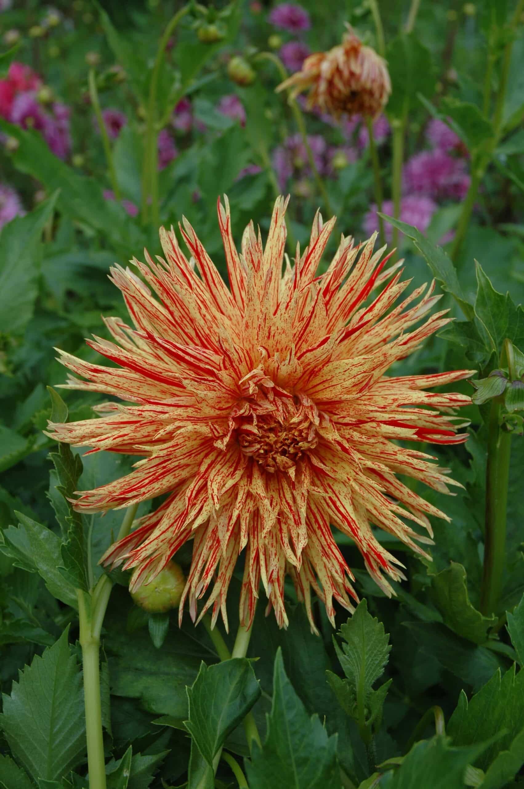 Reijman's Firecracker | Large Flowered Dahlias