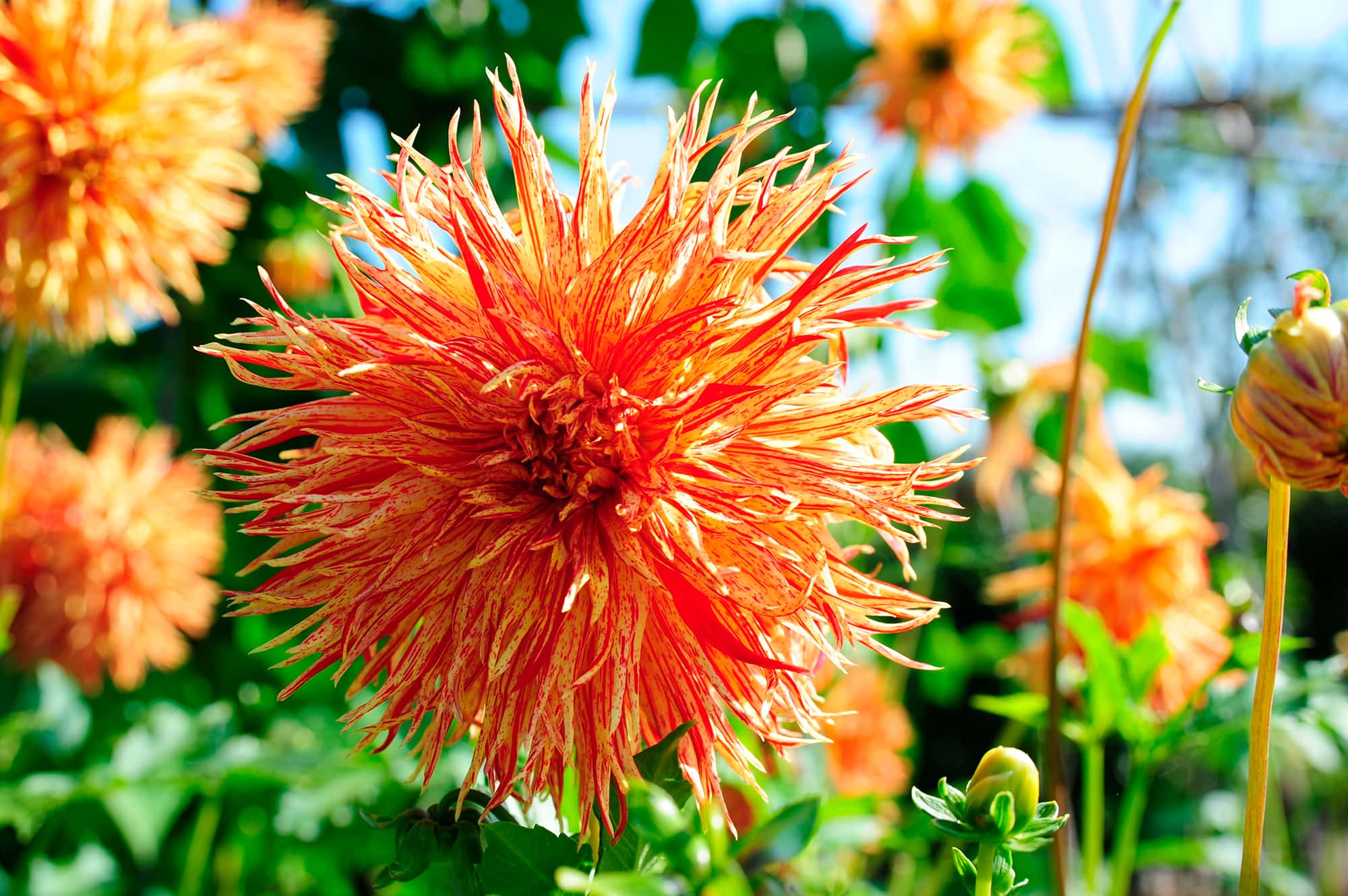 Reijman's Firecracker | Large Flowered Dahlias