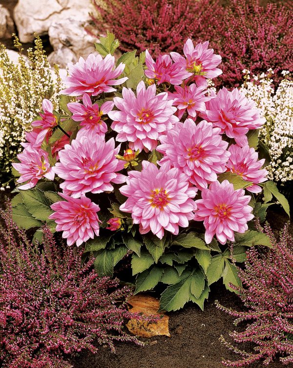 Renoir | Gallery Dahlias