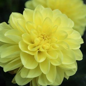 Serenade | Gallery Dahlias