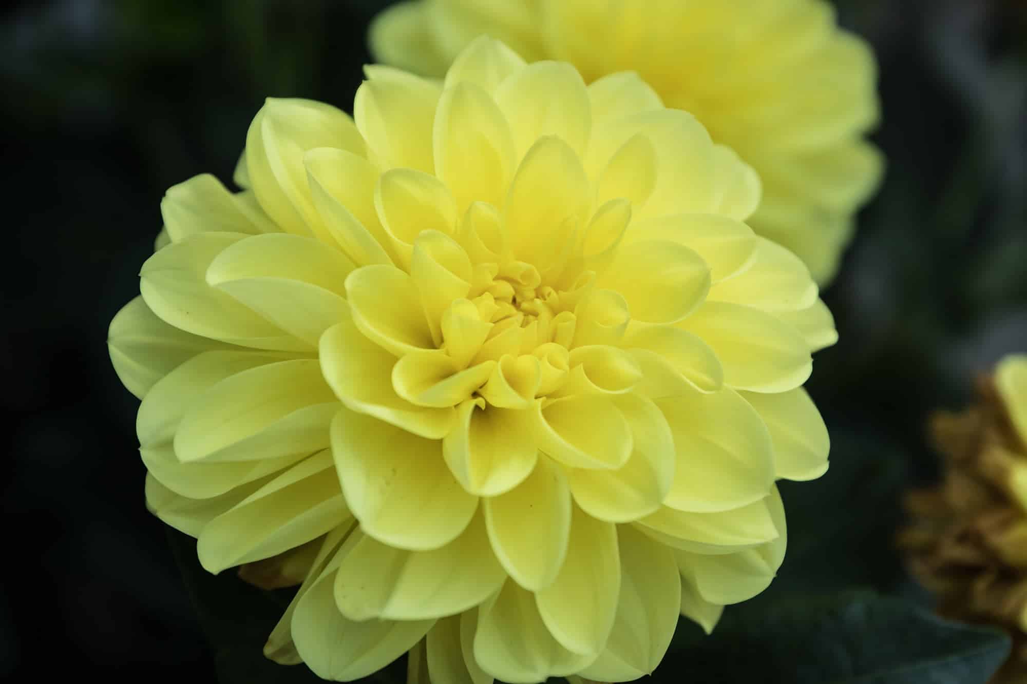 Serenade | Gallery Dahlias