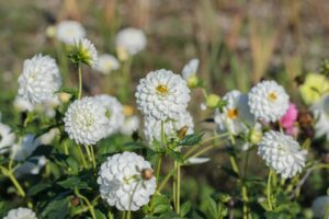 Snowflake | Large Flowered Dahlias