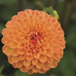 Souvenier d'Ete | Large Flowered Dahlias