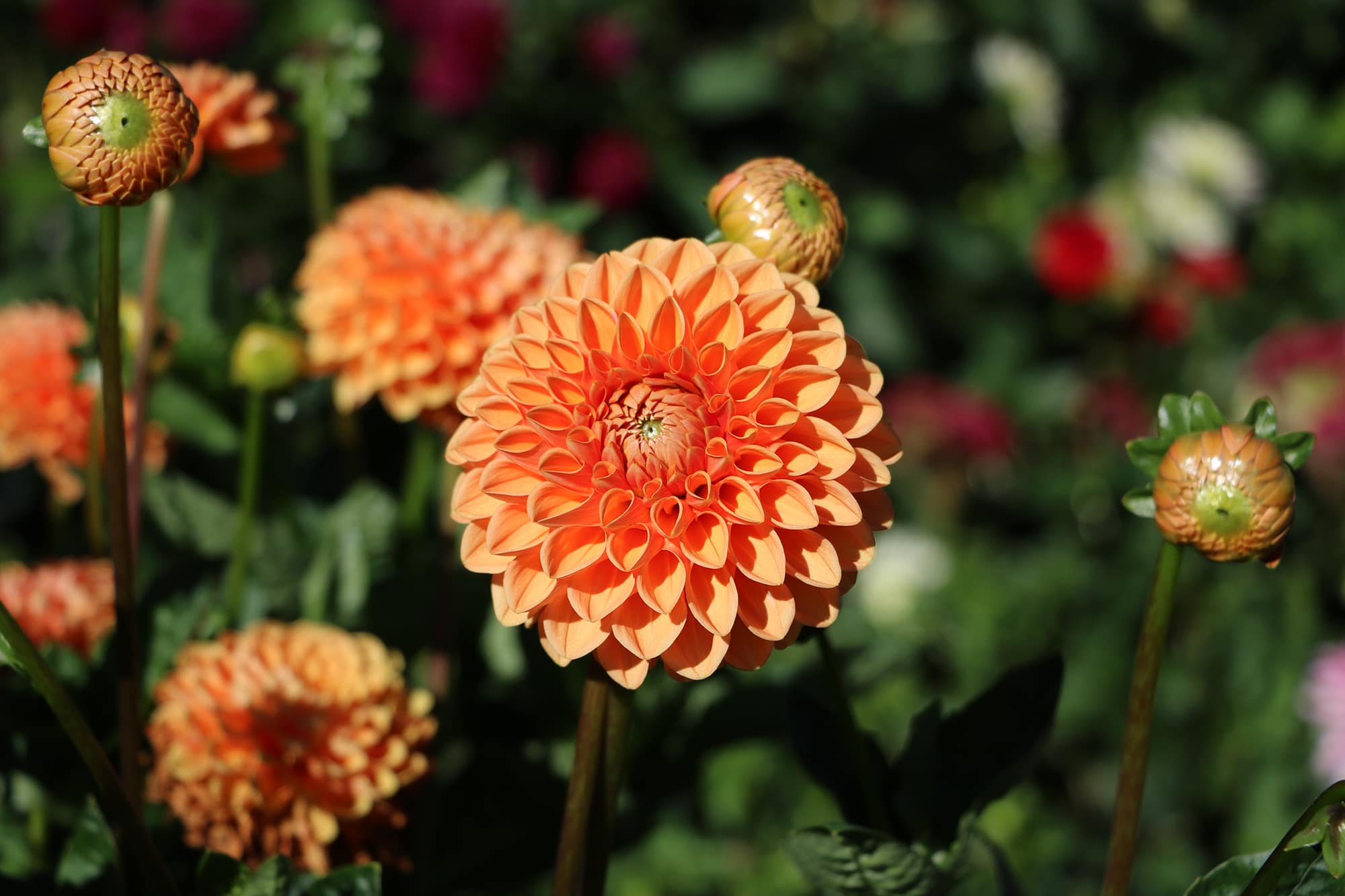 Souvenier d'Ete | Large Flowered Dahlias