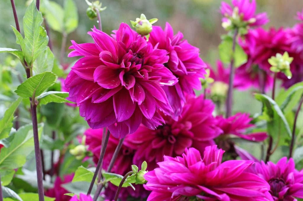 Thomas A. Edison | Large Flowered Dahlias