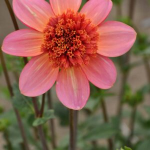 Totally Tangerine | Large Flowered Dahlias
