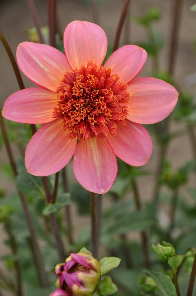 Totally Tangerine | Large Flowered Dahlias