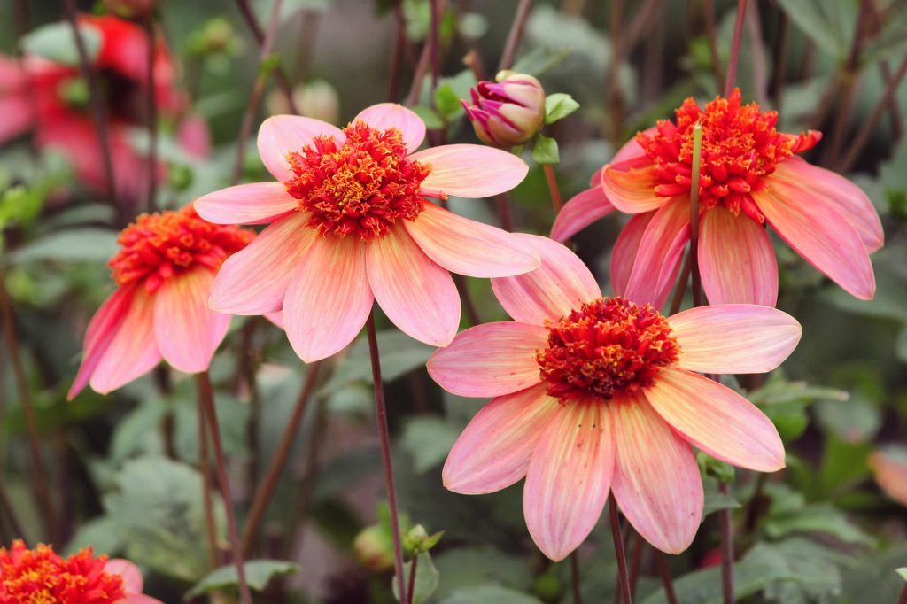 Totally Tangerine | Large Flowered Dahlias