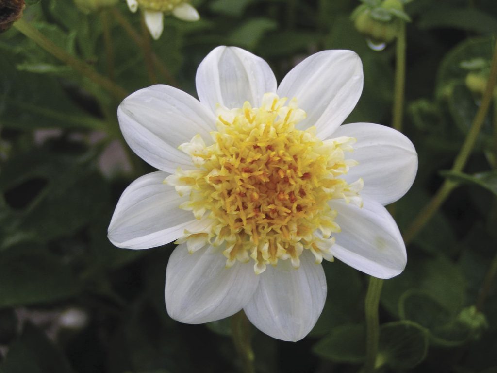 Toto | Bedding Dahlias