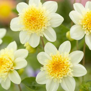 Toto | Bedding Dahlias