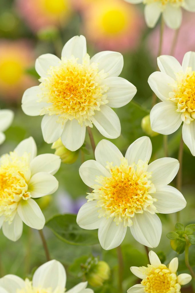 Toto | Bedding Dahlias