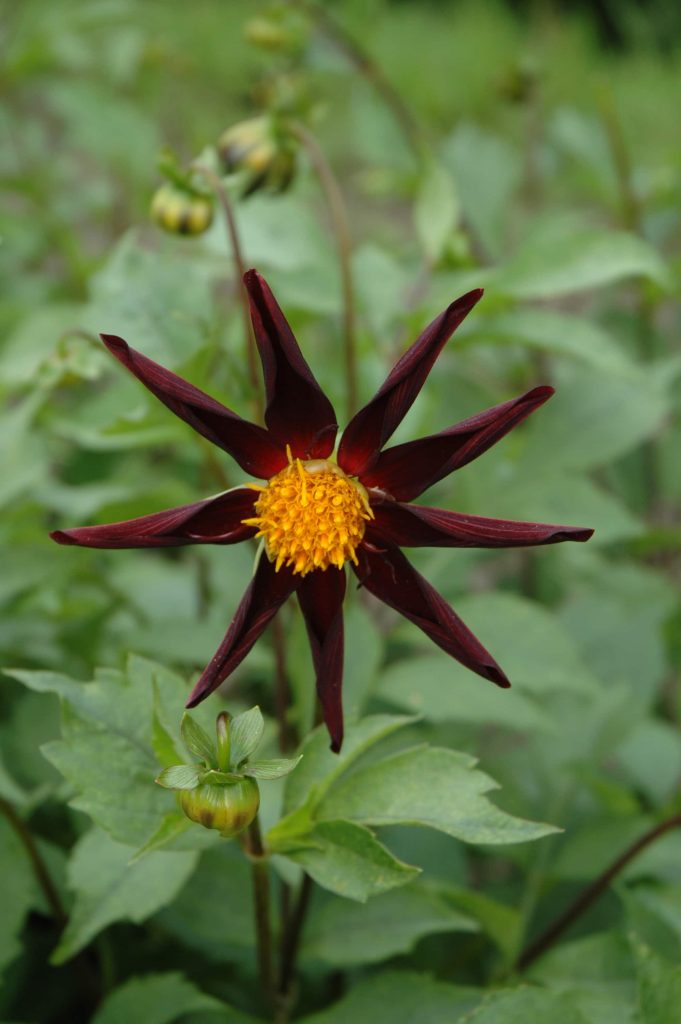 Veronne's Obsidian | Large Flowered Dahlias