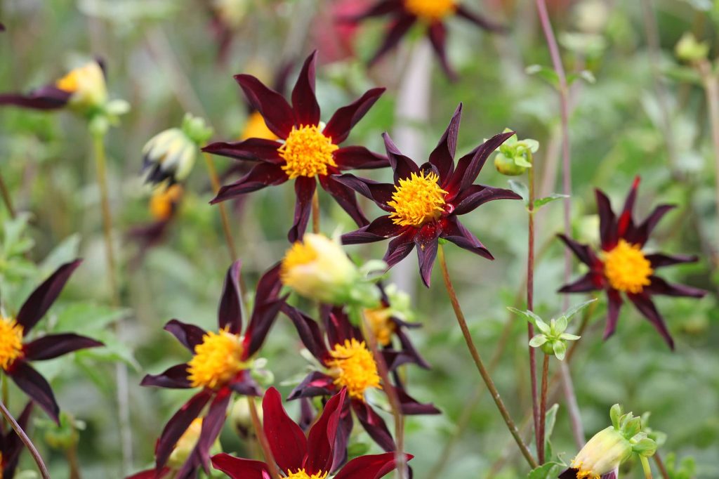 Veronne's Obsidian | Large Flowered Dahlias