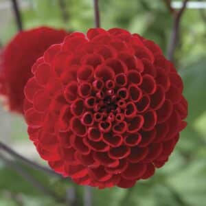 Viking | Large Flowered Dahlias