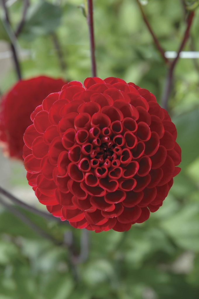 Viking | Large Flowered Dahlias