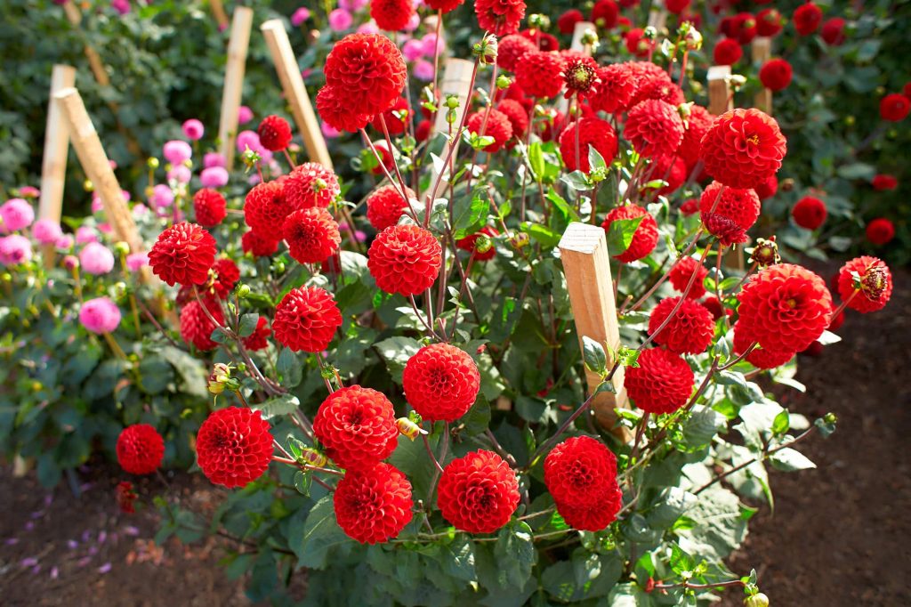 Viking | Large Flowered Dahlias