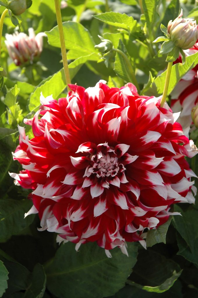 X-Factor | Large Flowered Dahlias