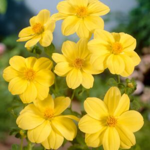 Yellow Sneezy | Large Flowered Dahlias