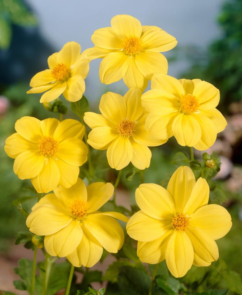 Yellow Sneezy | Large Flowered Dahlias
