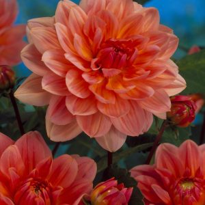 Yvonne | Large Flowered Dahlias