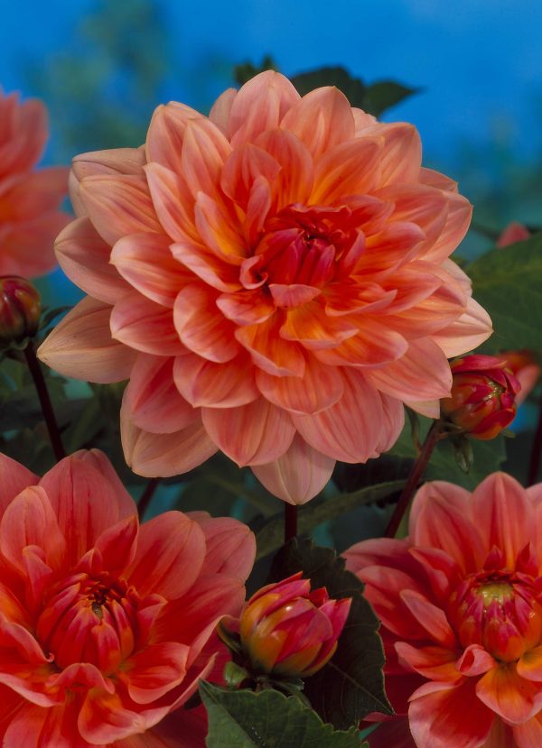 Yvonne | Large Flowered Dahlias