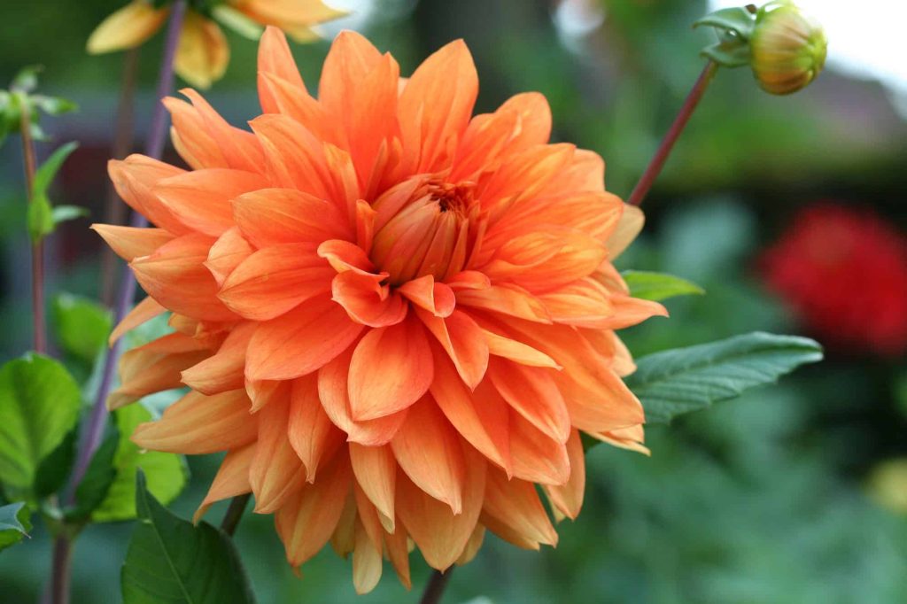 Yvonne | Large Flowered Dahlias
