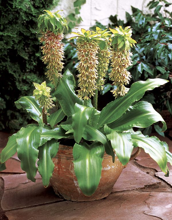bicolor | Eucomis