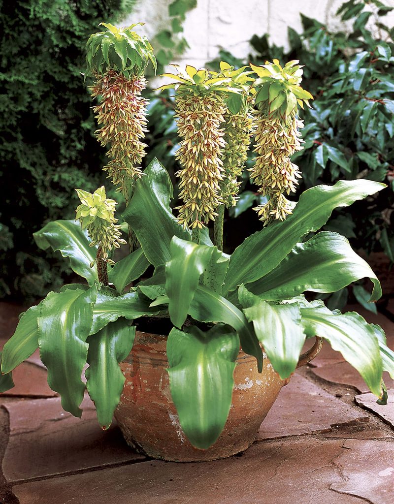 bicolor | Eucomis