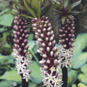 Indian Summer | Eucomis