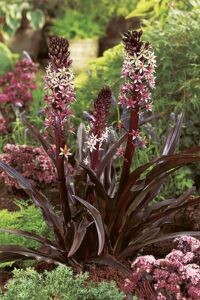 Sparkling Rosy | Eucomis