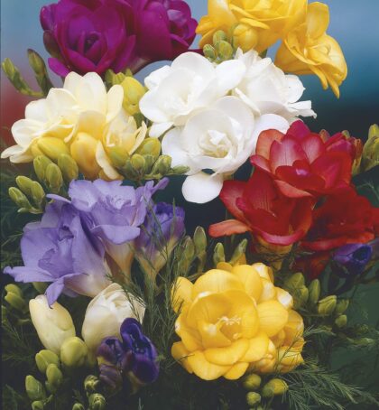 Double Mixed Hybrids | Freesia Hybrids