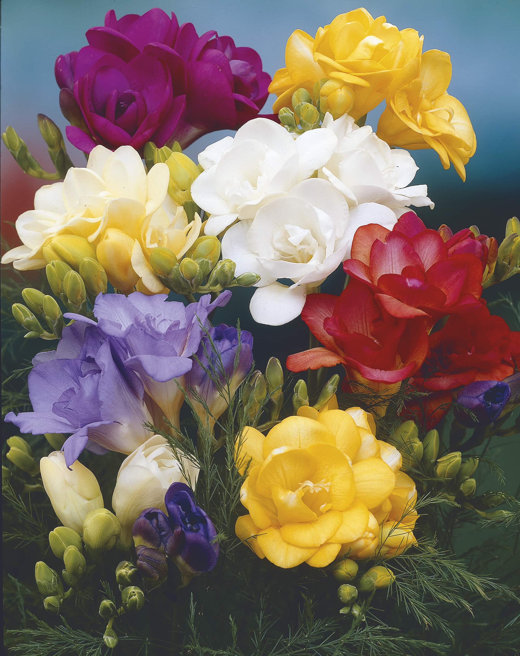 Double Mixed Hybrids | Freesia Hybrids