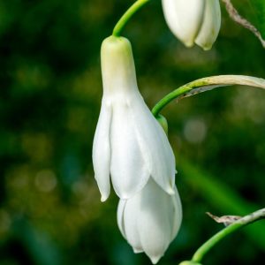 candicans | Galtonia